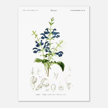 Illustration botanique : Sauge à fleurs larges – Charles d'Orbigny (30x40 cm). Planche botanique ancienne illustrant la sauge à fleurs larges, avec des fleurs bleues, des feuilles vertes et des détails anatomiques.