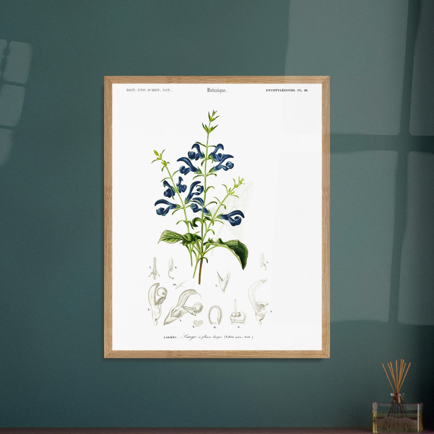 Illustration botanique : Sauge à fleurs larges – Charles d'Orbigny. Planche botanique ancienne illustrant la sauge à fleurs larges, avec des fleurs bleues, des feuilles vertes et des détails anatomiques. Image d'illustration 5