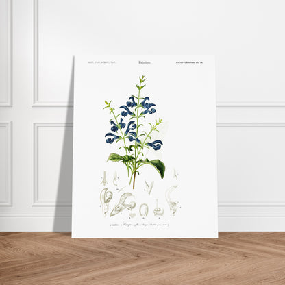 Illustration botanique : Sauge à fleurs larges – Charles d'Orbigny. Planche botanique ancienne illustrant la sauge à fleurs larges, avec des fleurs bleues, des feuilles vertes et des détails anatomiques. Image d'illustration 6