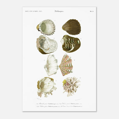 Planche de malacologie : Bucarde géante et Tridacne faîtière (29,7x42 cm (A3)). Planche d'illustrations de coquillages marins, montrant plusieurs variétés dont des buccardes et des tridacnes, avec des détails anatomiques.