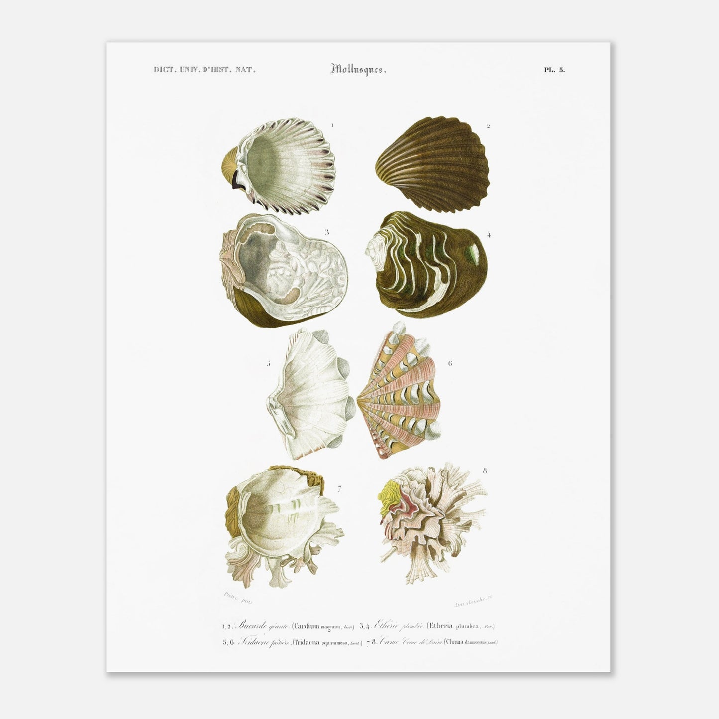 Planche de malacologie : Bucarde géante et Tridacne faîtière (40x50 cm). Planche d'illustrations de coquillages marins, montrant plusieurs variétés dont des buccardes et des tridacnes, avec des détails anatomiques.