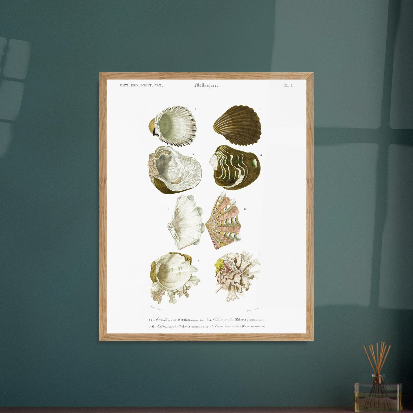 Planche de malacologie : Bucarde géante et Tridacne faîtière. Planche d'illustrations de coquillages marins, montrant plusieurs variétés dont des buccardes et des tridacnes, avec des détails anatomiques. Image d'illustration 5