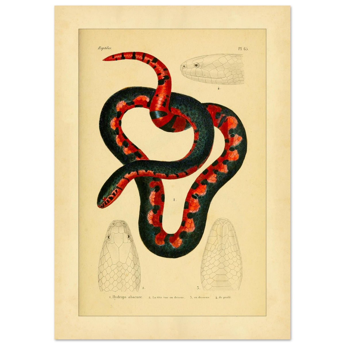 Calopisma abacurum Tafel: Antike Schlangen-Illustration (21x29,7 cm (A4)). Illustration einer zweifarbigen, schwarz-roten Schlange mit Darstellungen ihres Kopfes von oben, von unten und im Profil.