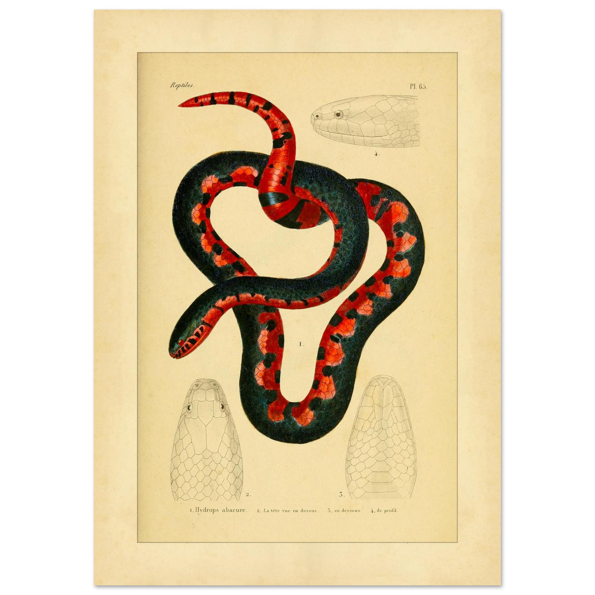Calopisma abacurum Tafel: Antike Schlangen-Illustration (29,7x42 cm (A3)). Illustration einer zweifarbigen, schwarz-roten Schlange mit Darstellungen ihres Kopfes von oben, von unten und im Profil.