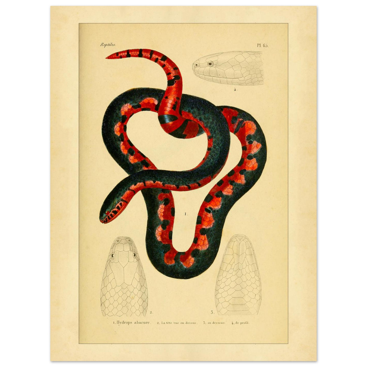 Calopisma abacurum Tafel: Antike Schlangen-Illustration (30x40 cm). Illustration einer zweifarbigen, schwarz-roten Schlange mit Darstellungen ihres Kopfes von oben, von unten und im Profil.