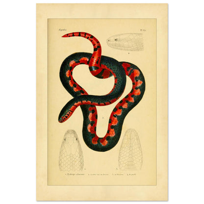 Calopisma abacurum Tafel: Antike Schlangen-Illustration (40x60 cm). Illustration einer zweifarbigen, schwarz-roten Schlange mit Darstellungen ihres Kopfes von oben, von unten und im Profil.