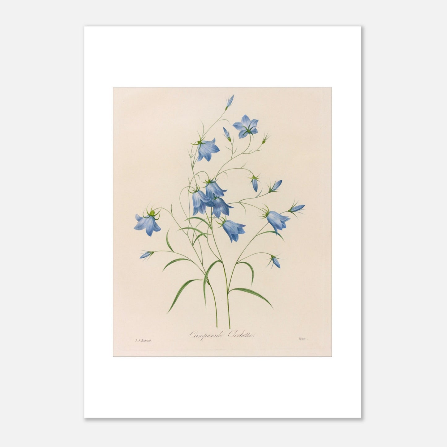 Illustration naturaliste d'un bouquet de Campanules par Redouté (21x29,7 cm (A4)). Planche botanique de Pierre-Joseph Redouté représentant un bouquet de campanules bleues, avec leurs tiges et feuilles vertes, sur fond crème.