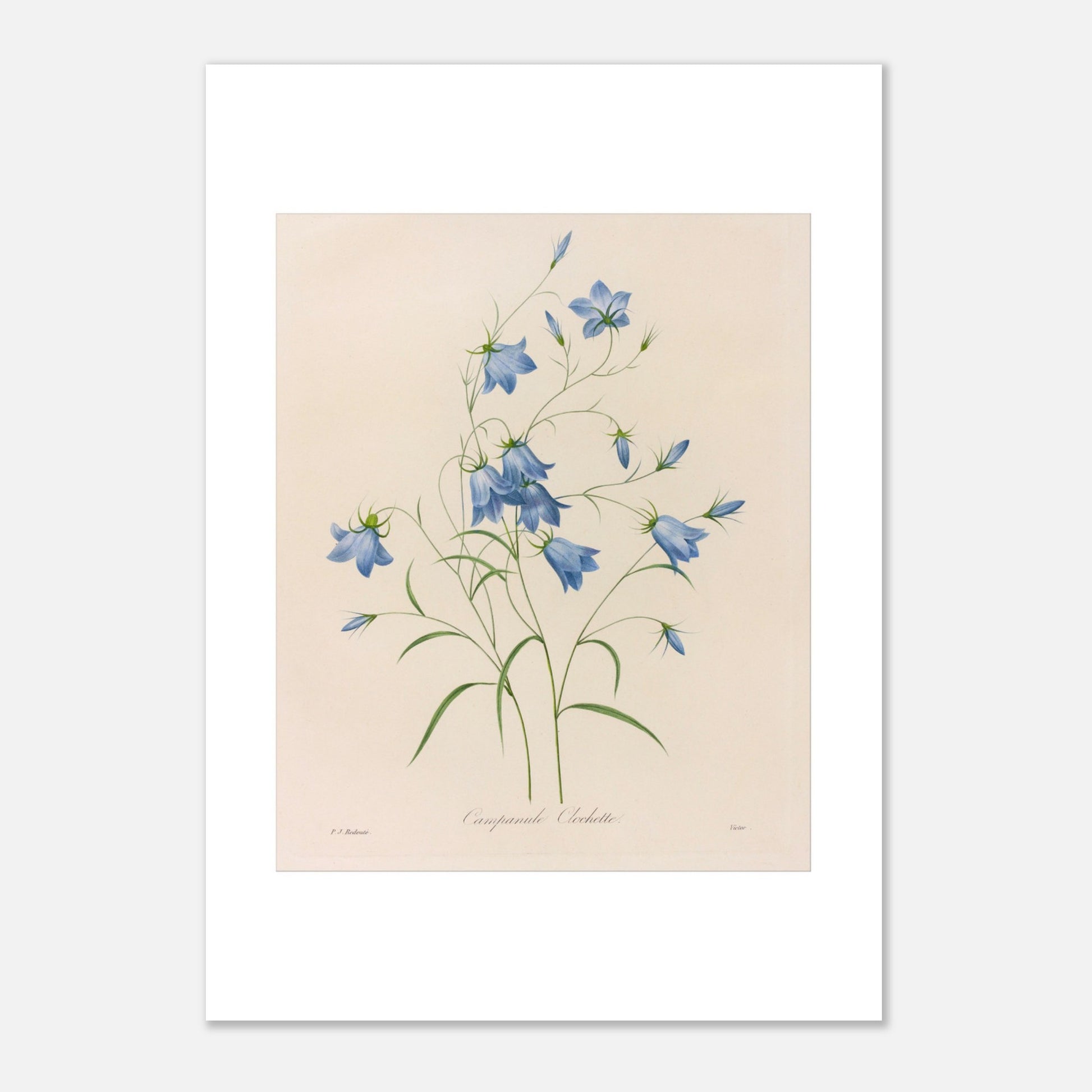 Illustration naturaliste d'un bouquet de Campanules par Redouté (21x29,7 cm (A4)). Planche botanique de Pierre-Joseph Redouté représentant un bouquet de campanules bleues, avec leurs tiges et feuilles vertes, sur fond crème.