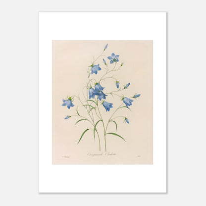 Illustration naturaliste d'un bouquet de Campanules par Redouté (21x29,7 cm (A4)). Planche botanique de Pierre-Joseph Redouté représentant un bouquet de campanules bleues, avec leurs tiges et feuilles vertes, sur fond crème.