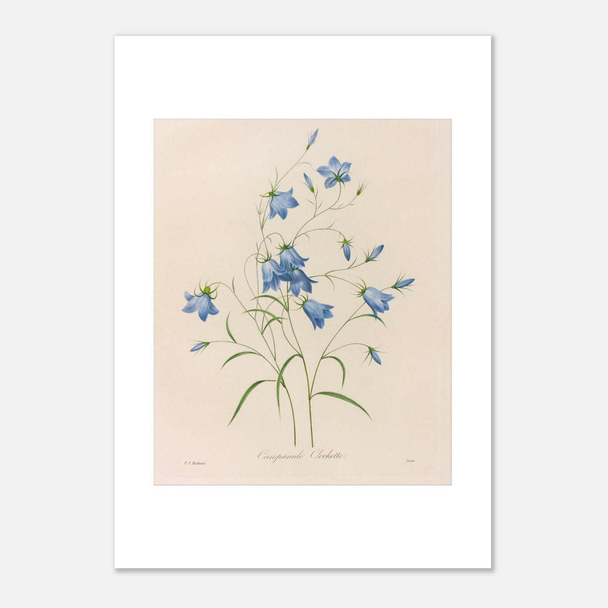 Naturalistische Illustration eines Glockenblumen-Straußes von Redouté (21x29,7 cm (A4)). Botanische Tafel von Pierre-Joseph Redouté, die einen Strauß blauer Glockenblumen mit ihren grünen Stielen und Blättern auf cremefarbenem Hintergrund zeigt.