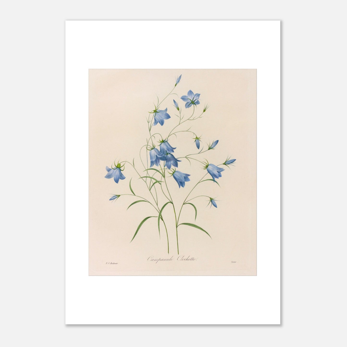 Illustration naturaliste d'un bouquet de Campanules par Redouté (29,7x42 cm (A3)). Planche botanique de Pierre-Joseph Redouté représentant un bouquet de campanules bleues, avec leurs tiges et feuilles vertes, sur fond crème.