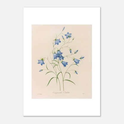 Illustration naturaliste d'un bouquet de Campanules par Redouté (29,7x42 cm (A3)). Planche botanique de Pierre-Joseph Redouté représentant un bouquet de campanules bleues, avec leurs tiges et feuilles vertes, sur fond crème.