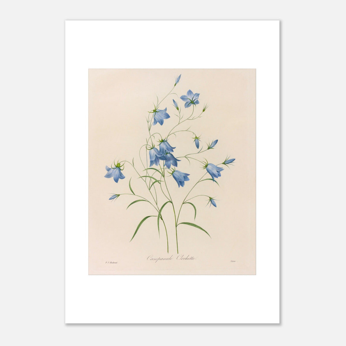Naturalistische Illustration eines Glockenblumen-Straußes von Redouté (29,7x42 cm (A3)). Botanische Tafel von Pierre-Joseph Redouté, die einen Strauß blauer Glockenblumen mit ihren grünen Stielen und Blättern auf cremefarbenem Hintergrund zeigt.