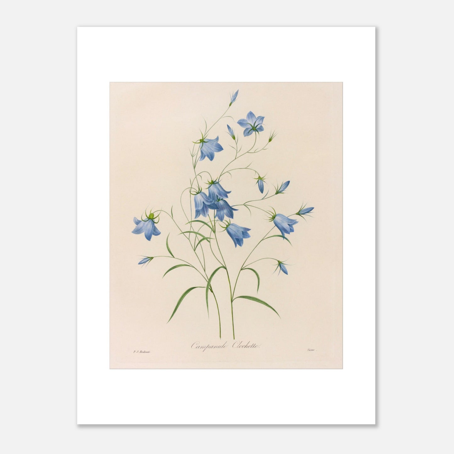 Illustration naturaliste d'un bouquet de Campanules par Redouté (30x40 cm). Planche botanique de Pierre-Joseph Redouté représentant un bouquet de campanules bleues, avec leurs tiges et feuilles vertes, sur fond crème.
