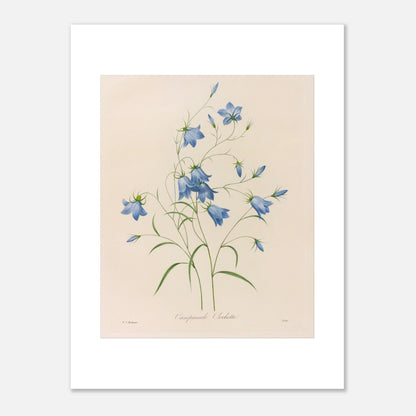 Illustration naturaliste d'un bouquet de Campanules par Redouté (30x40 cm). Planche botanique de Pierre-Joseph Redouté représentant un bouquet de campanules bleues, avec leurs tiges et feuilles vertes, sur fond crème.