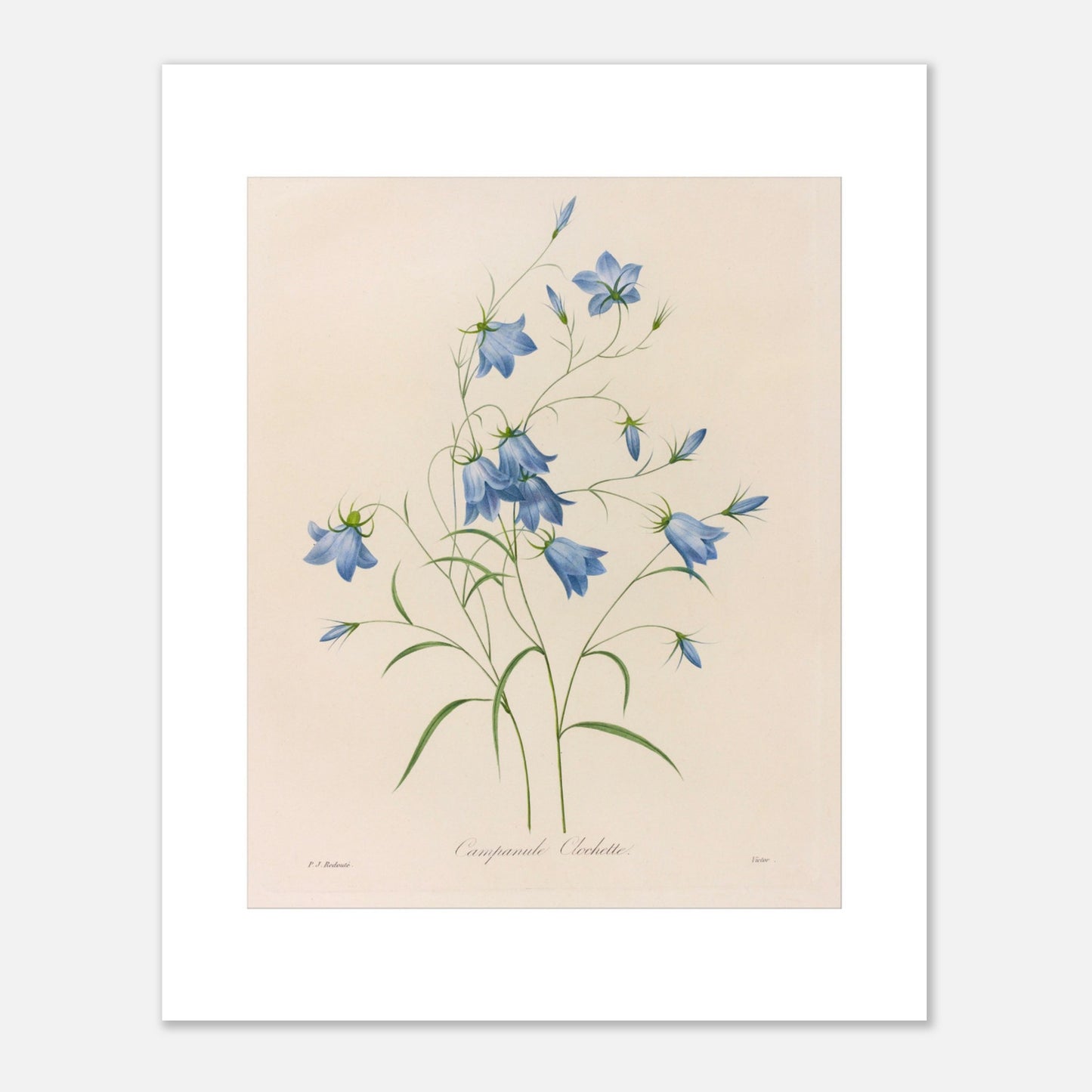 Illustration naturaliste d'un bouquet de Campanules par Redouté (40x50 cm). Planche botanique de Pierre-Joseph Redouté représentant un bouquet de campanules bleues, avec leurs tiges et feuilles vertes, sur fond crème.