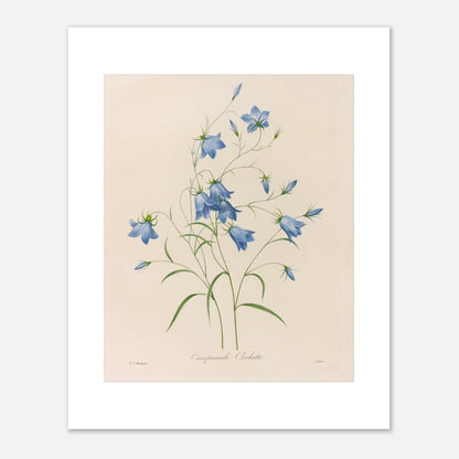Illustration naturaliste d'un bouquet de Campanules par Redouté (40x50 cm). Planche botanique de Pierre-Joseph Redouté représentant un bouquet de campanules bleues, avec leurs tiges et feuilles vertes, sur fond crème.