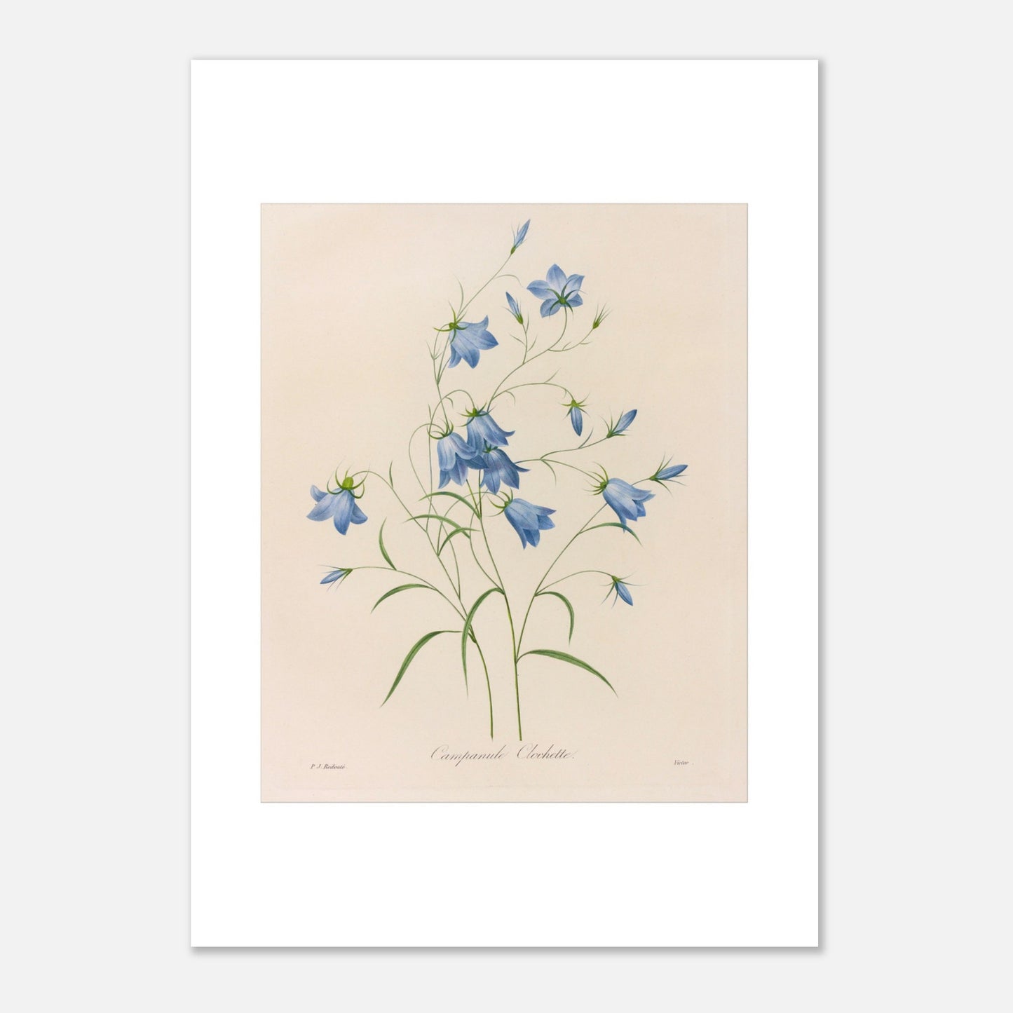 Illustration naturaliste d'un bouquet de Campanules par Redouté (42x59,4 cm (A2)). Planche botanique de Pierre-Joseph Redouté représentant un bouquet de campanules bleues, avec leurs tiges et feuilles vertes, sur fond crème.