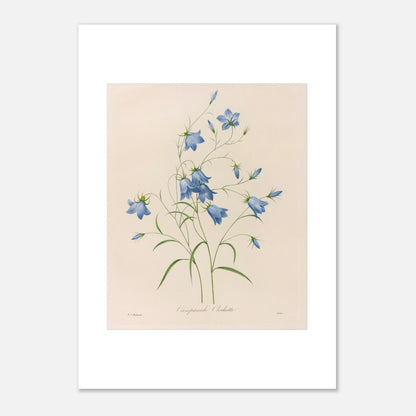 Illustration naturaliste d'un bouquet de Campanules par Redouté (42x59,4 cm (A2)). Planche botanique de Pierre-Joseph Redouté représentant un bouquet de campanules bleues, avec leurs tiges et feuilles vertes, sur fond crème.