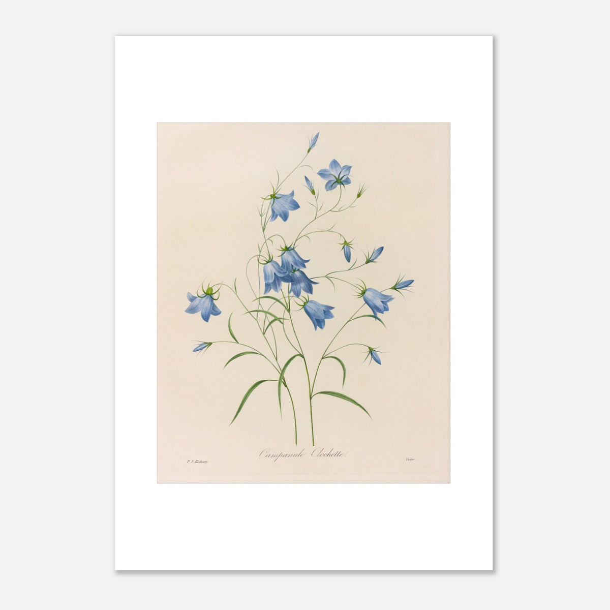 Naturalistische Illustration eines Glockenblumen-Straußes von Redouté (42x59,4 cm (A2)). Botanische Tafel von Pierre-Joseph Redouté, die einen Strauß blauer Glockenblumen mit ihren grünen Stielen und Blättern auf cremefarbenem Hintergrund zeigt.
