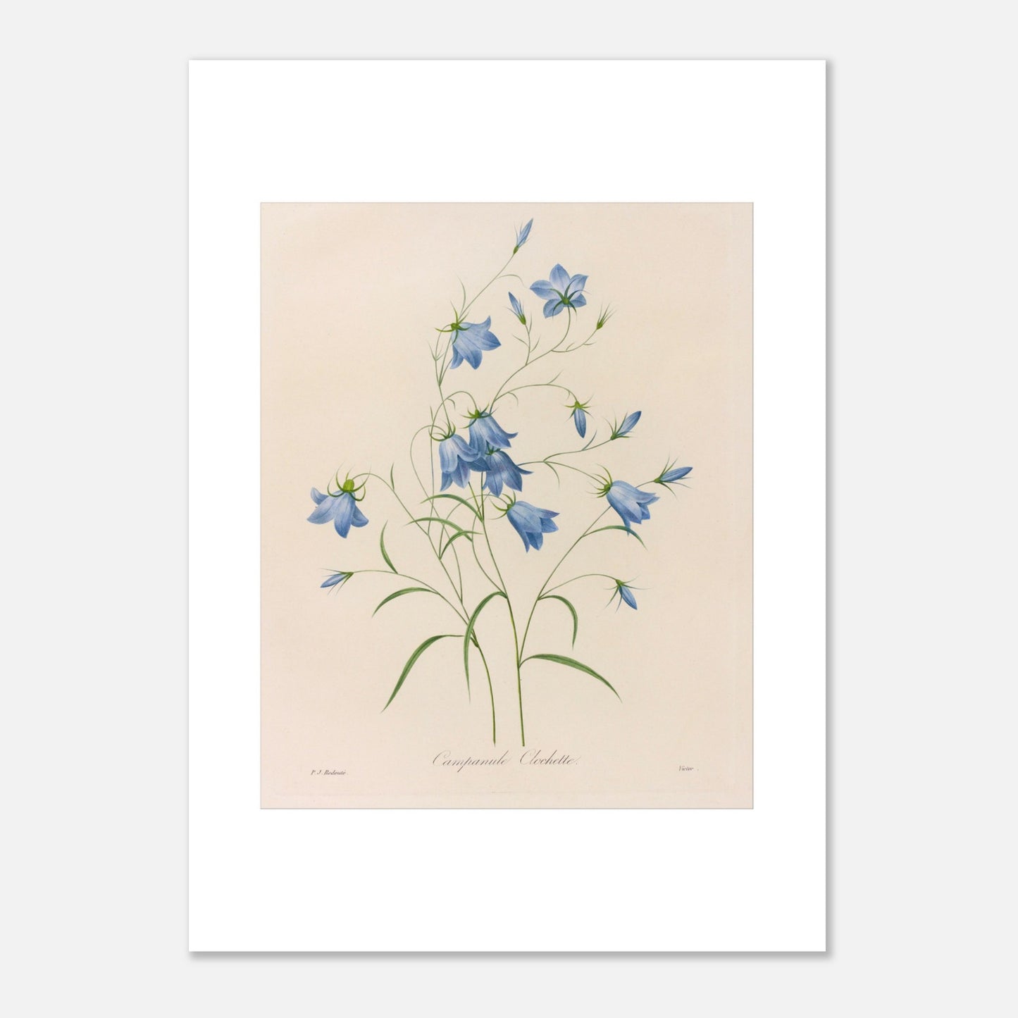 Illustration naturaliste d'un bouquet de Campanules par Redouté (50x70 cm). Planche botanique de Pierre-Joseph Redouté représentant un bouquet de campanules bleues, avec leurs tiges et feuilles vertes, sur fond crème.