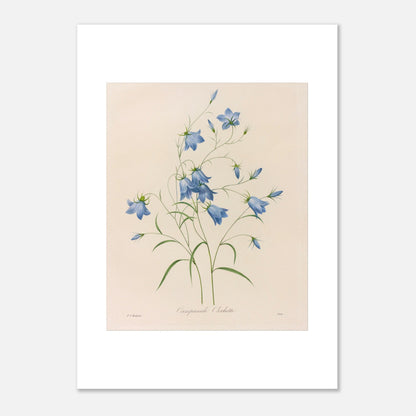 Illustration naturaliste d'un bouquet de Campanules par Redouté (50x70 cm). Planche botanique de Pierre-Joseph Redouté représentant un bouquet de campanules bleues, avec leurs tiges et feuilles vertes, sur fond crème.