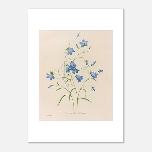 Illustration naturaliste d'un bouquet de Campanules par Redouté (50x70 cm). Planche botanique de Pierre-Joseph Redouté représentant un bouquet de campanules bleues, avec leurs tiges et feuilles vertes, sur fond crème.