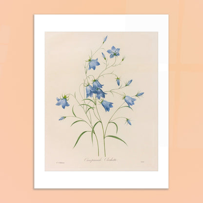 Illustration naturaliste d'un bouquet de Campanules par Redouté. Planche botanique de Pierre-Joseph Redouté représentant un bouquet de campanules bleues, avec leurs tiges et feuilles vertes, sur fond crème. Image d'illustration 6