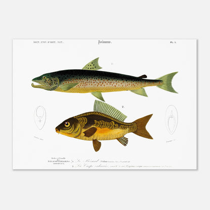 Illustration de la Carpe ordinaire et du Bécard - Charles d'Orbigny (29,7x42 cm (A3)). Illustration scientifique de deux poissons, un plus grand de couleur sombre mouchetée et un plus petit de couleur dorée, avec des détails anatomiques.