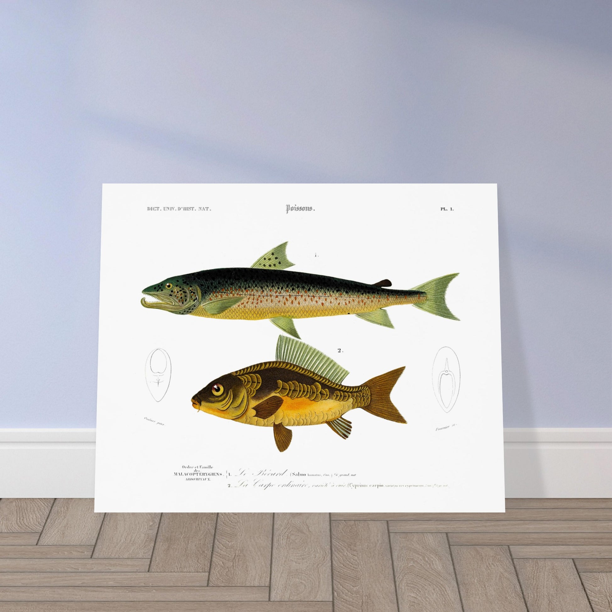 Illustration de la Carpe ordinaire et du Bécard - Charles d'Orbigny. Illustration scientifique de deux poissons, un plus grand de couleur sombre mouchetée et un plus petit de couleur dorée, avec des détails anatomiques. Image d'illustration 5