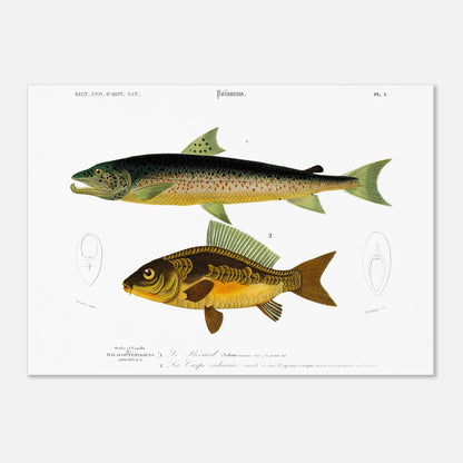 Illustration de la Carpe ordinaire et du Bécard - Charles d'Orbigny (50x70 cm). Illustration scientifique de deux poissons, un plus grand de couleur sombre mouchetée et un plus petit de couleur dorée, avec des détails anatomiques.