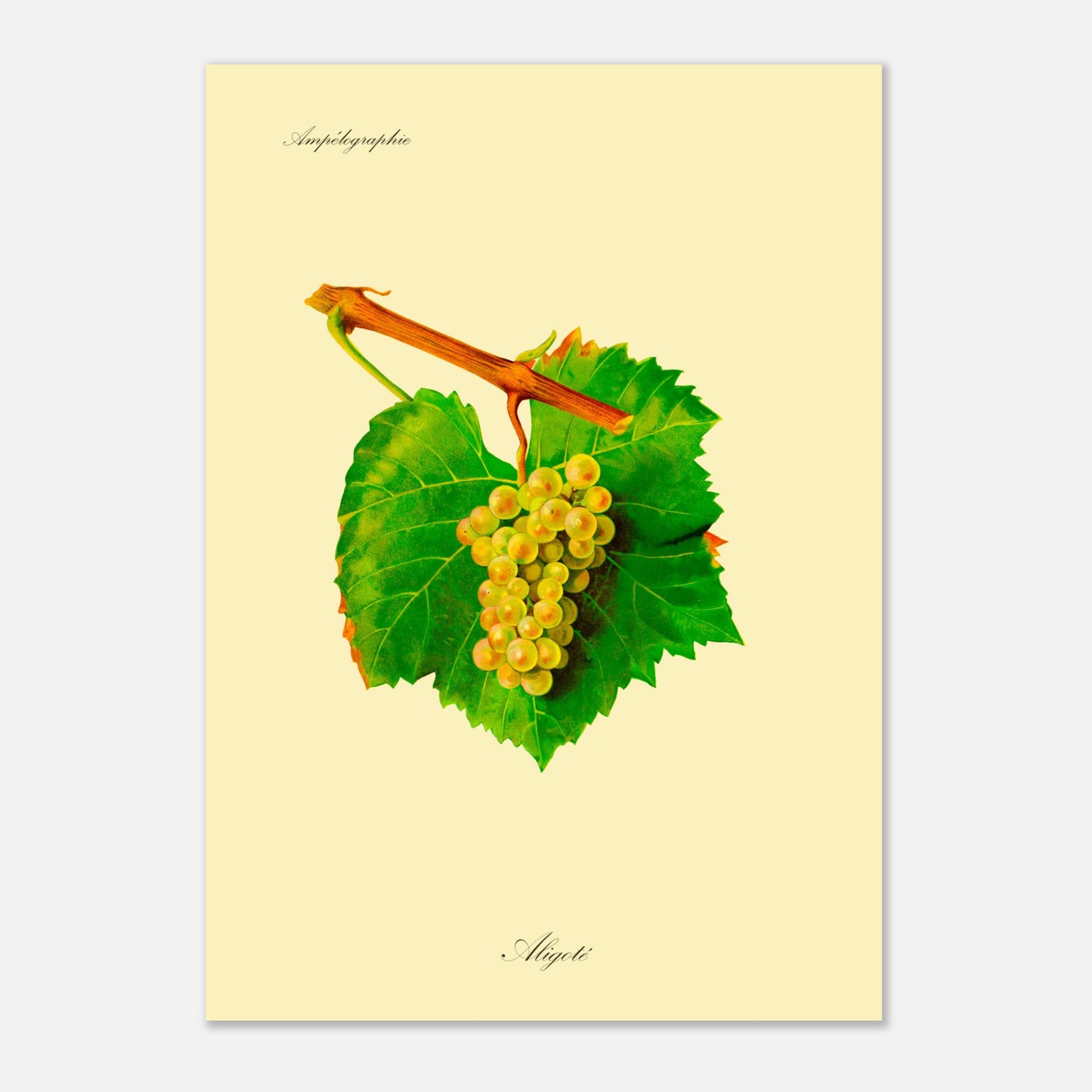 Illustration du cépage Aligoté, planche de l'Ampélographie de Viala et Vermorel (29,7x42 cm (A3)). Illustration botanique d'une grappe de raisin Aligoté blanche-jaunâtre avec une feuille verte et une partie de branche sur fond beige.