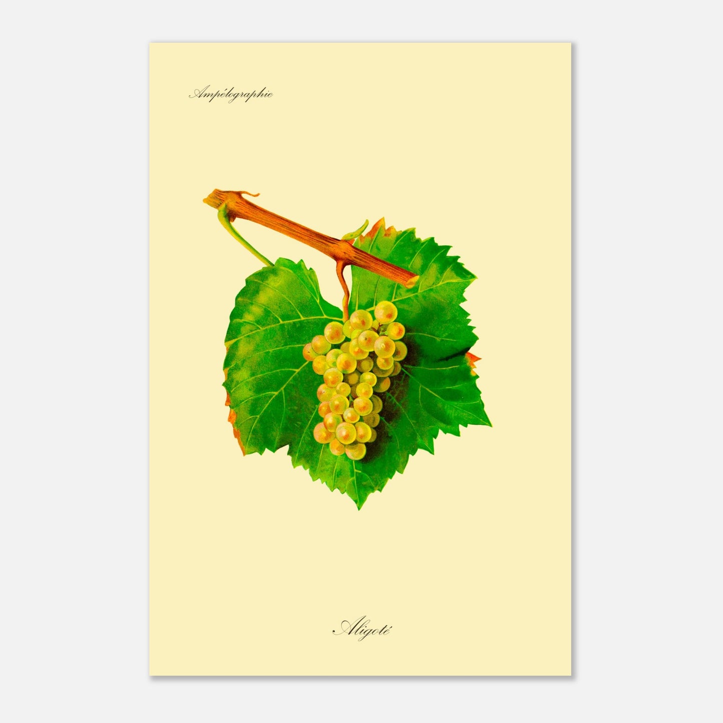 Illustration du cépage Aligoté, planche de l'Ampélographie de Viala et Vermorel (40x60 cm). Illustration botanique d'une grappe de raisin Aligoté blanche-jaunâtre avec une feuille verte et une partie de branche sur fond beige.