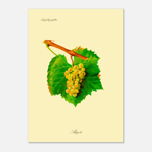 Illustration du cépage Aligoté, planche de l'Ampélographie de Viala et Vermorel (50x70 cm). Illustration botanique d'une grappe de raisin Aligoté blanche-jaunâtre avec une feuille verte et une partie de branche sur fond beige.