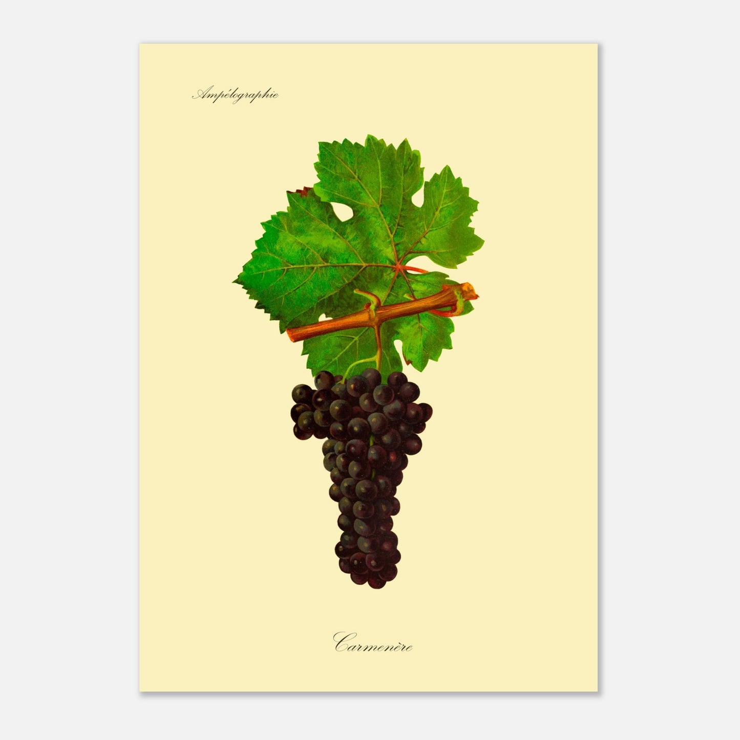 Planche ampélographique du cépage Carmenère, d'après Viala et Vermorel (29,7x42 cm (A3)). Illustration botanique d'une grappe de raisin Carmenère sombre avec une feuille verte et une partie de branche sur fond beige.