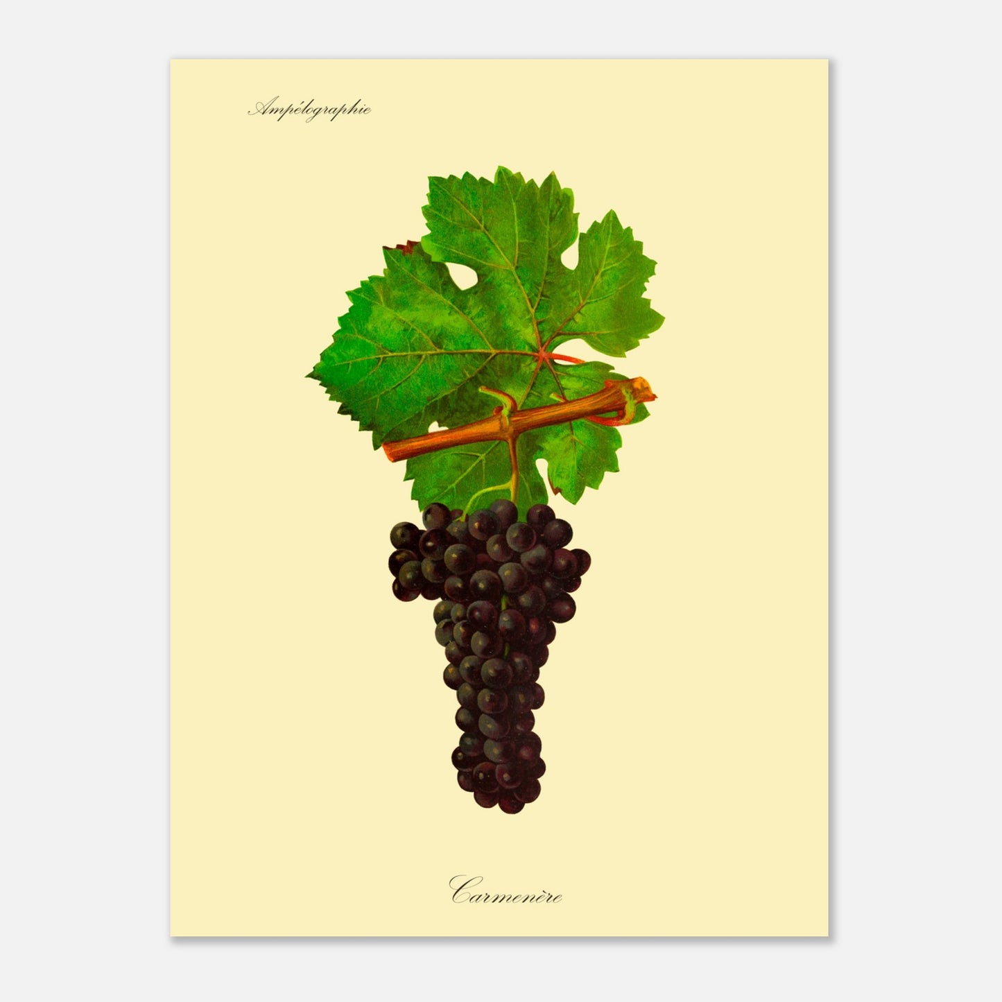 Planche ampélographique du cépage Carmenère, d'après Viala et Vermorel (30x40 cm). Illustration botanique d'une grappe de raisin Carmenère sombre avec une feuille verte et une partie de branche sur fond beige.