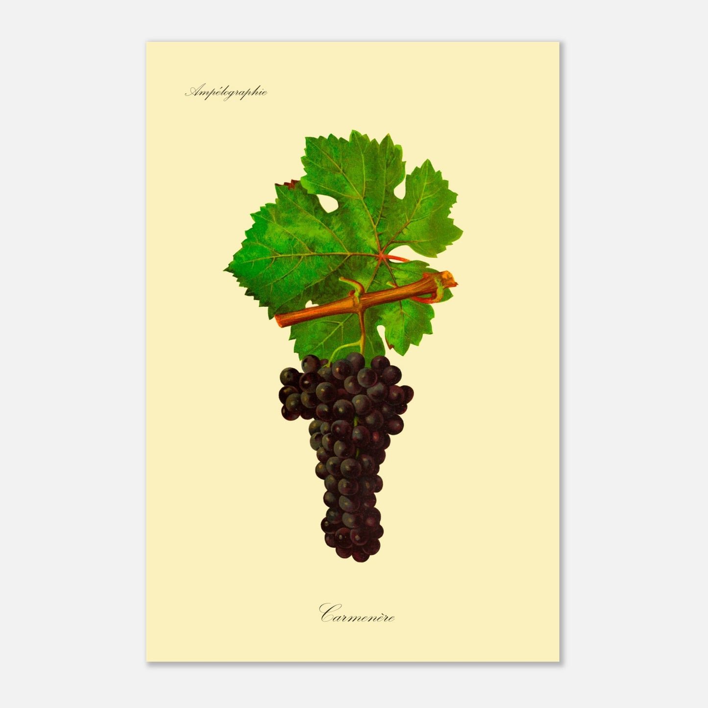 Planche ampélographique du cépage Carmenère, d'après Viala et Vermorel (40x60 cm). Illustration botanique d'une grappe de raisin Carmenère sombre avec une feuille verte et une partie de branche sur fond beige.