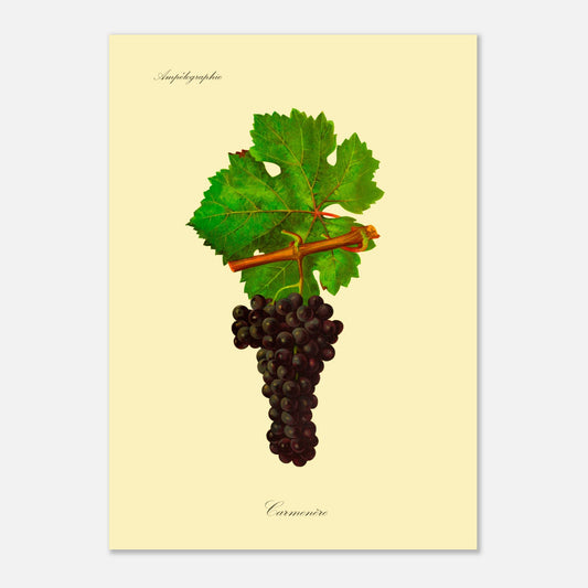 Planche ampélographique du cépage Carmenère, d'après Viala et Vermorel (50x70 cm). Illustration botanique d'une grappe de raisin Carmenère sombre avec une feuille verte et une partie de branche sur fond beige.