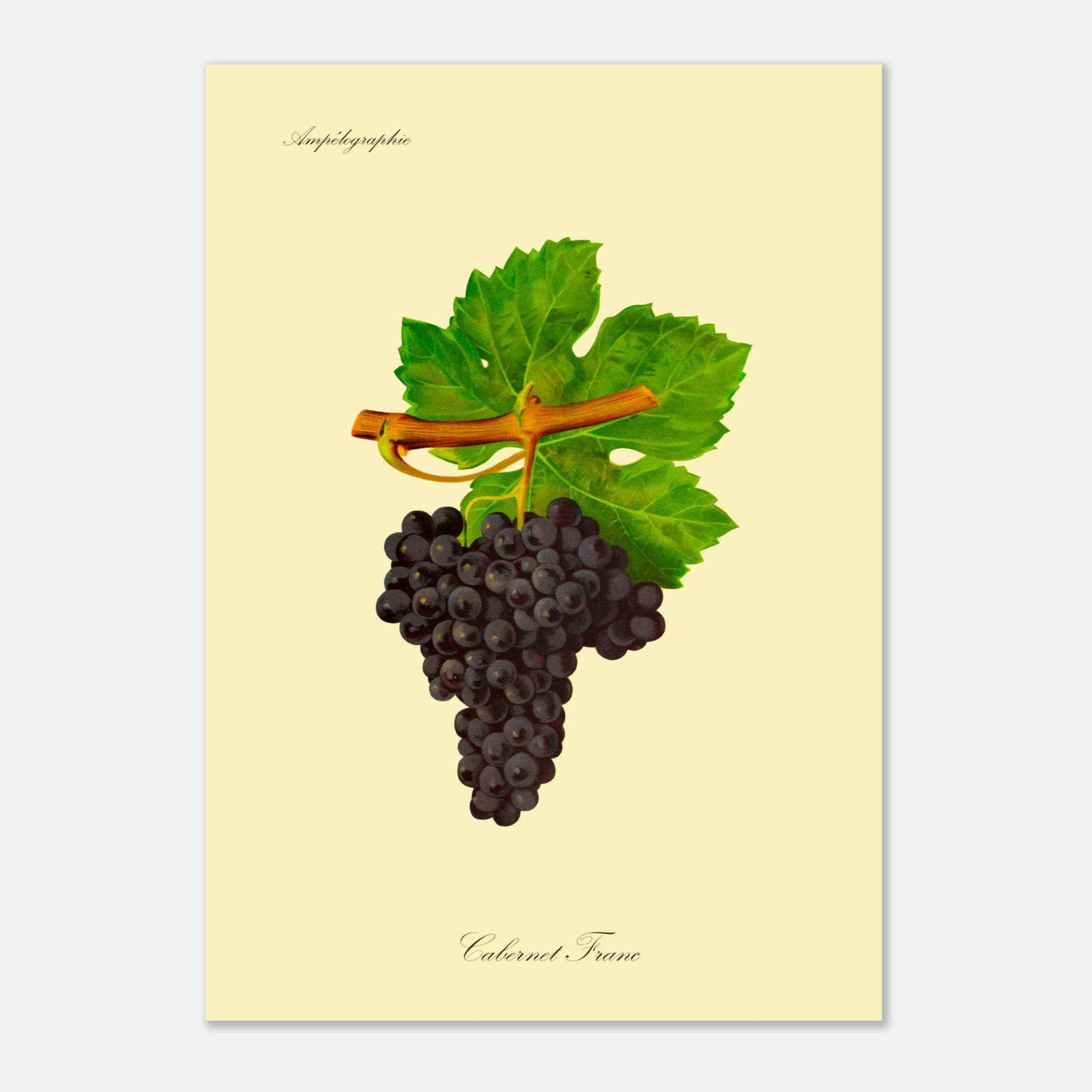 Illustration du cépage Colombard, planche botanique de l'Ampélographie Viala et Vermorel (29,7x42 cm (A3)). Illustration botanique d'une grappe de raisin Colombard de couleur jaune verdâtre, accompagnée de deux feuilles vertes et d'une tige orangée, sur un fond jaune pâle.