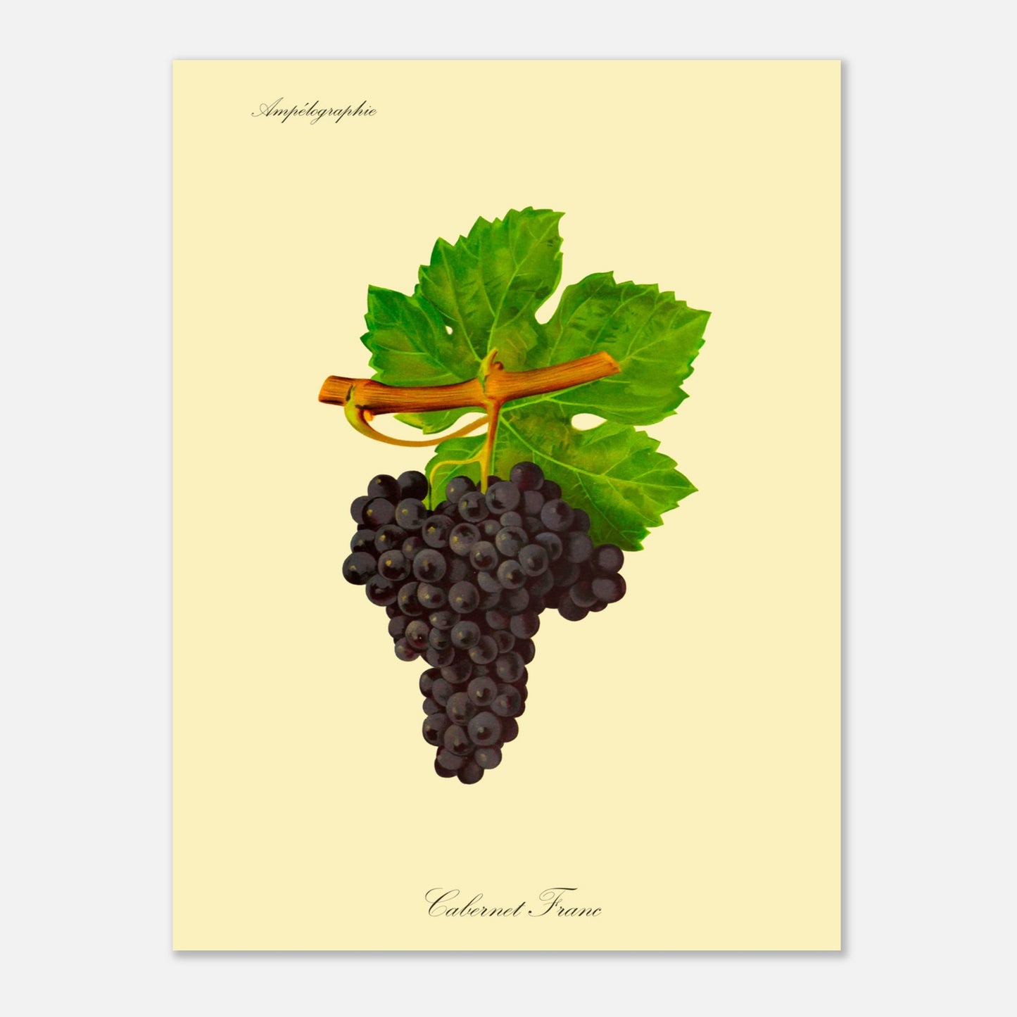 Illustration du cépage Colombard, planche botanique de l'Ampélographie Viala et Vermorel (30x40 cm). Illustration botanique d'une grappe de raisin Colombard de couleur jaune verdâtre, accompagnée de deux feuilles vertes et d'une tige orangée, sur un fond jaune pâle.