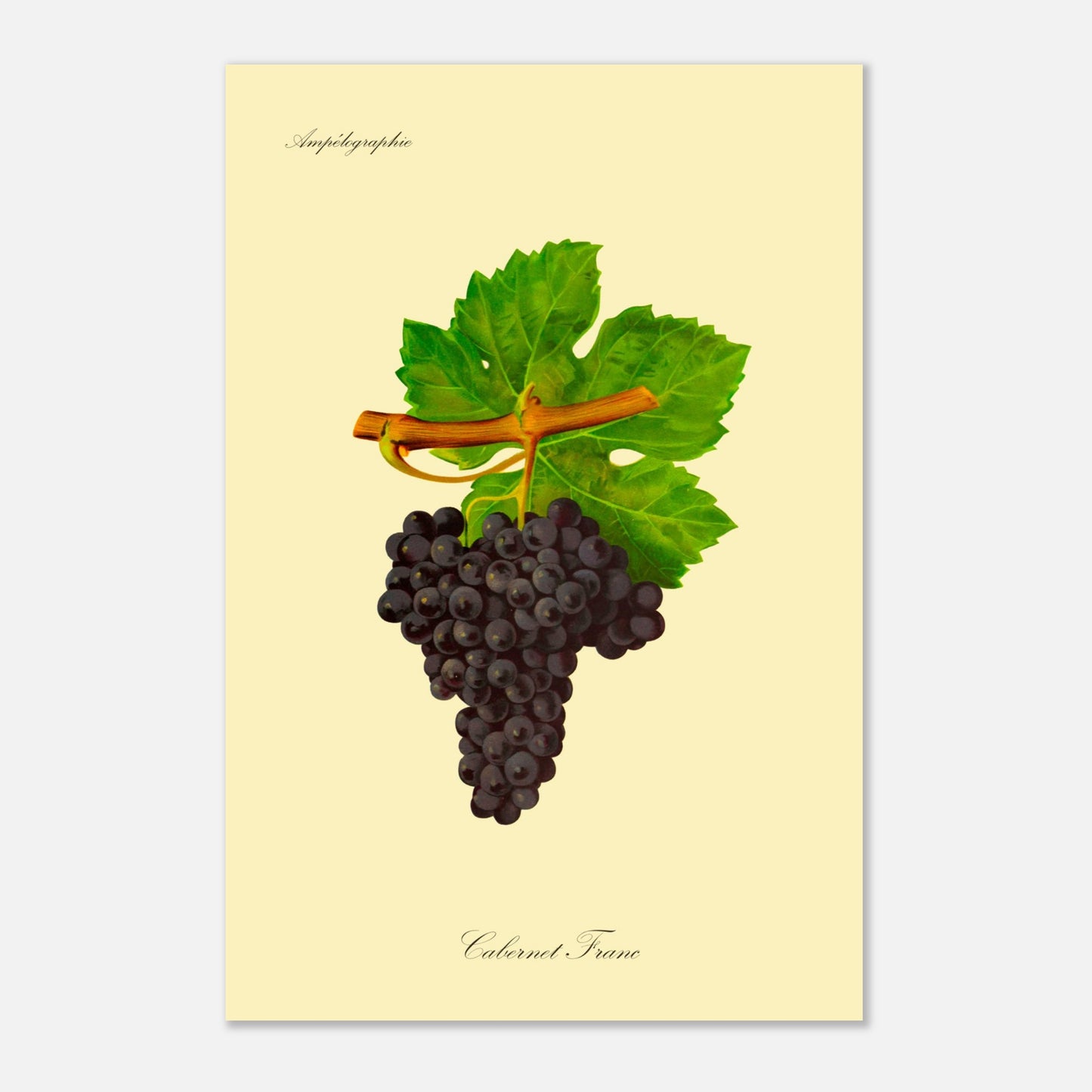 Illustration du cépage Colombard, planche botanique de l'Ampélographie Viala et Vermorel (40x60 cm). Illustration botanique d'une grappe de raisin Colombard de couleur jaune verdâtre, accompagnée de deux feuilles vertes et d'une tige orangée, sur un fond jaune pâle.