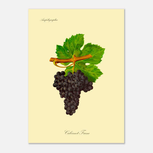 Illustration du cépage Colombard, planche botanique de l'Ampélographie Viala et Vermorel (50x70 cm). Illustration botanique d'une grappe de raisin Colombard de couleur jaune verdâtre, accompagnée de deux feuilles vertes et d'une tige orangée, sur un fond jaune pâle.