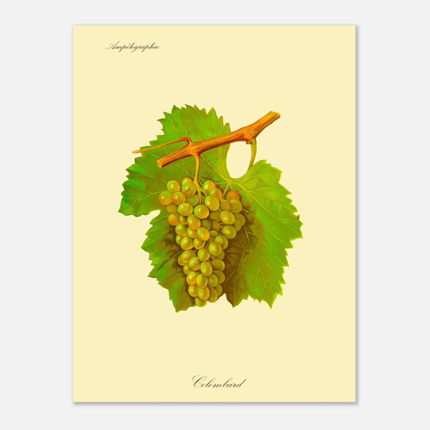 Planche botanique du cépage Sémillon, issue de l'Ampélographie Viala et Vermorel (30x40 cm). Illustration botanique d'une grappe de raisin Sémillon de couleur jaune verdâtre, accompagnée de deux feuilles vertes et d'une tige orangée, sur un fond jaune pâle.