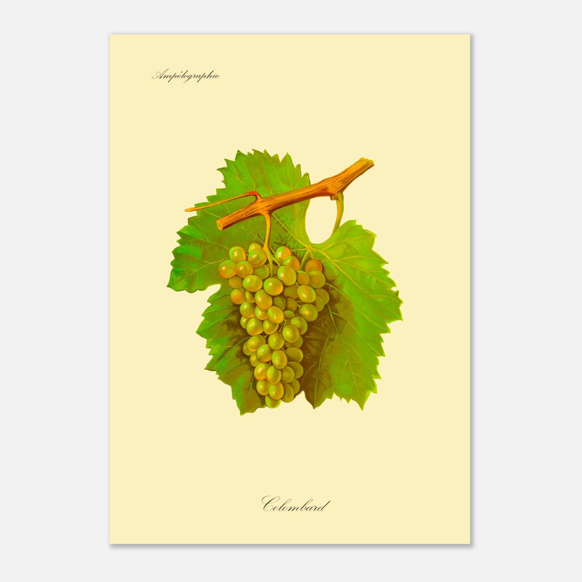 Planche botanique du cépage Sémillon, issue de l'Ampélographie Viala et Vermorel (42x59,4 cm (A2)). Illustration botanique d'une grappe de raisin Sémillon de couleur jaune verdâtre, accompagnée de deux feuilles vertes et d'une tige orangée, sur un fond jaune pâle.