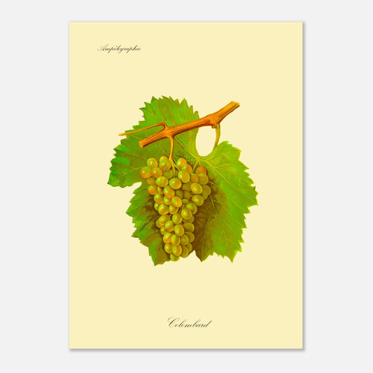 Planche botanique du cépage Sémillon, issue de l'Ampélographie Viala et Vermorel (50x70 cm). Illustration botanique d'une grappe de raisin Sémillon de couleur jaune verdâtre, accompagnée de deux feuilles vertes et d'une tige orangée, sur un fond jaune pâle.