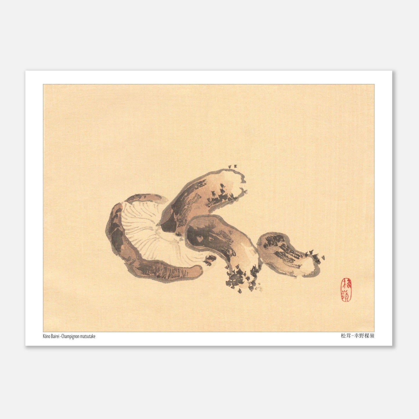 Illustration Naturaliste d'un Champignon Matsutake par Kōno Bairei (15x20 cm). Illustration naturaliste d'un champignon matsutake avec des lamelles apparentes.