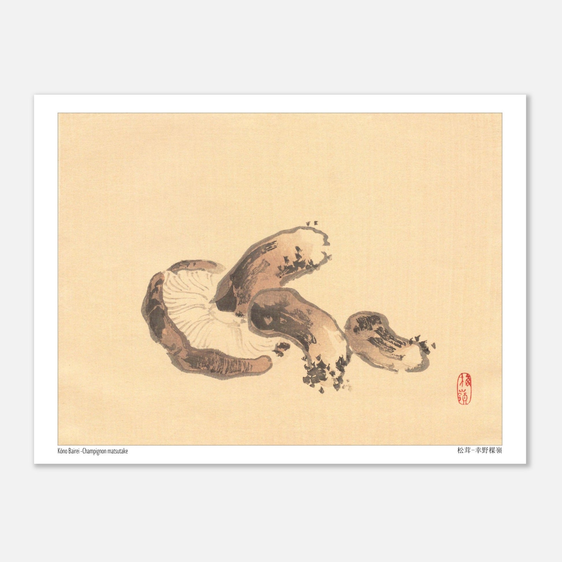 Illustration Naturaliste d'un Champignon Matsutake par Kōno Bairei (15x20 cm). Illustration naturaliste d'un champignon matsutake avec des lamelles apparentes.