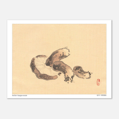Illustration Naturaliste d'un Champignon Matsutake par Kōno Bairei (15x20 cm). Illustration naturaliste d'un champignon matsutake avec des lamelles apparentes.