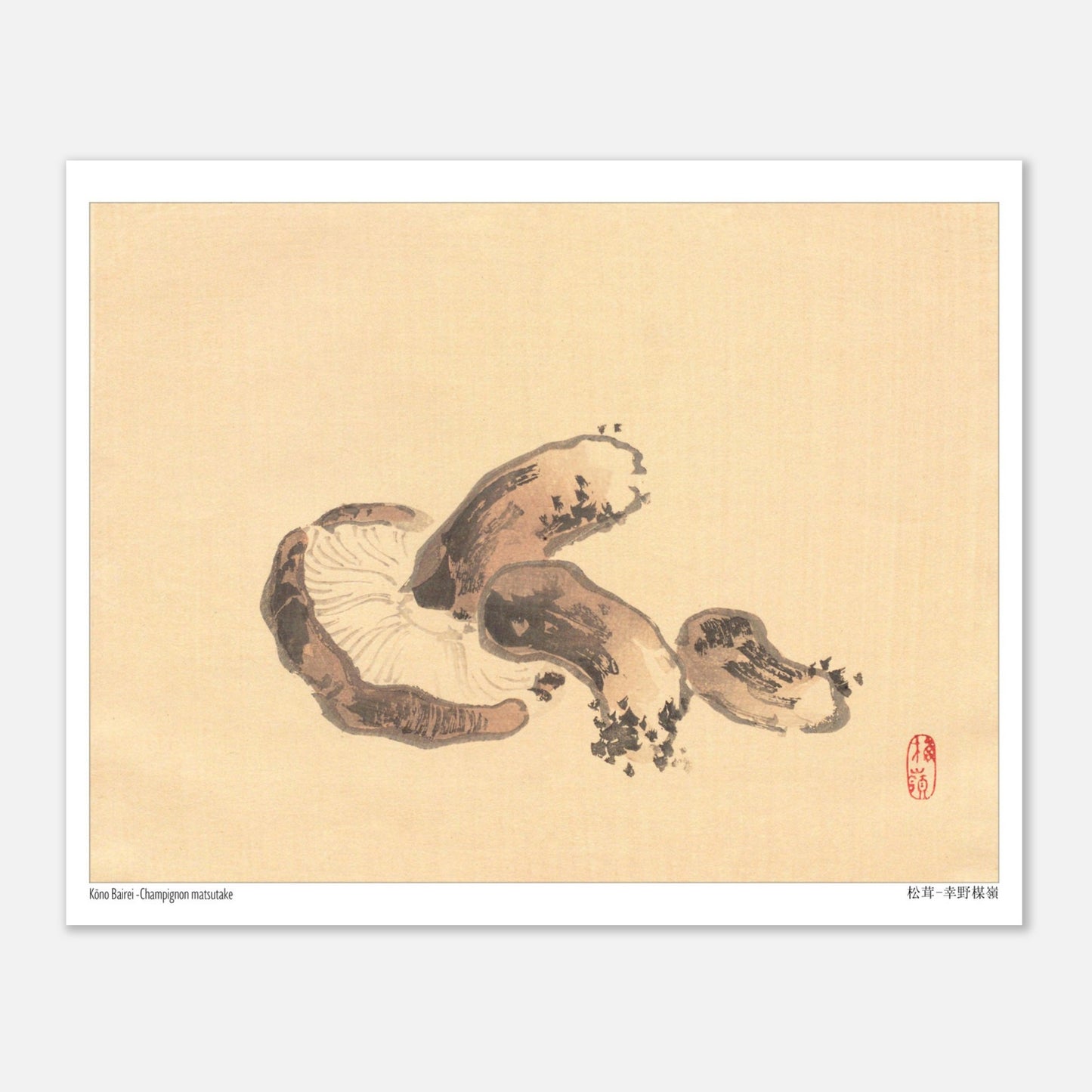 Illustration Naturaliste d'un Champignon Matsutake par Kōno Bairei (20x25 cm). Illustration naturaliste d'un champignon matsutake avec des lamelles apparentes.