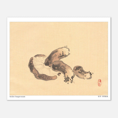 Illustration Naturaliste d'un Champignon Matsutake par Kōno Bairei (20x25 cm). Illustration naturaliste d'un champignon matsutake avec des lamelles apparentes.